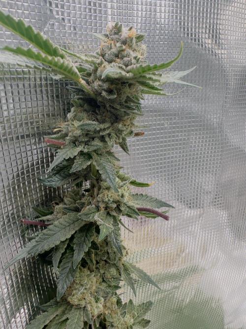 Tropicana cookies purple. Week 17