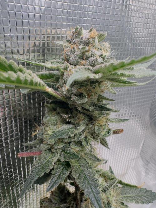 Tropicana cookies purple. Week 17