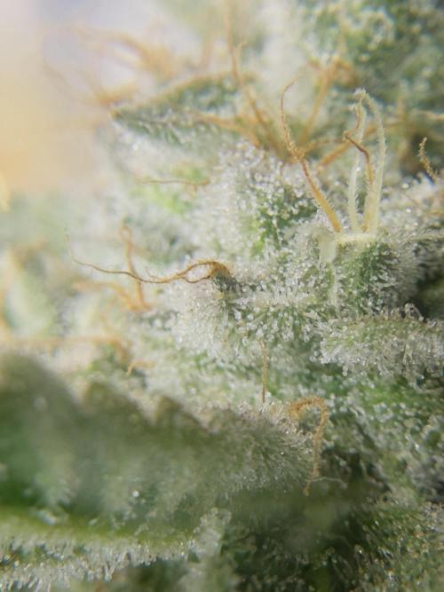 Tropicana cookies purple. Week 17