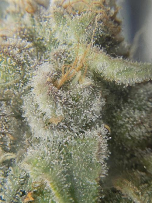 Tropicana cookies purple. Week 17