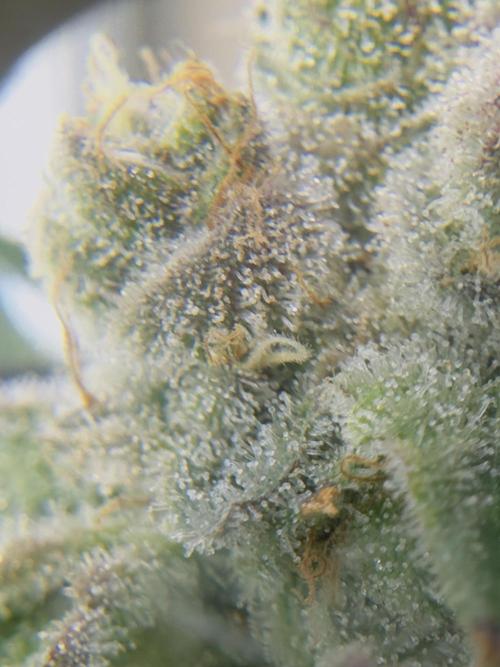 Tropicana cookies purple. Week 17