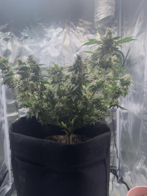 Tropicana cookies purple. Week 18