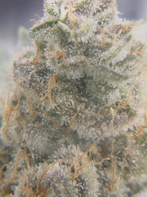 Tropicana cookies purple. Week 18