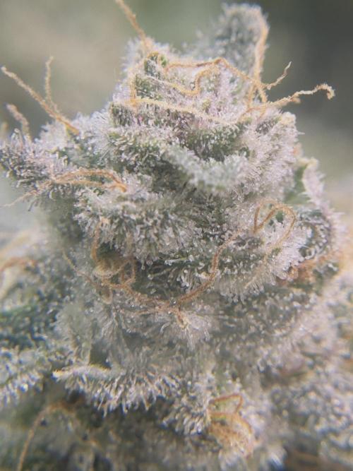 Tropicana cookies purple. Week 18