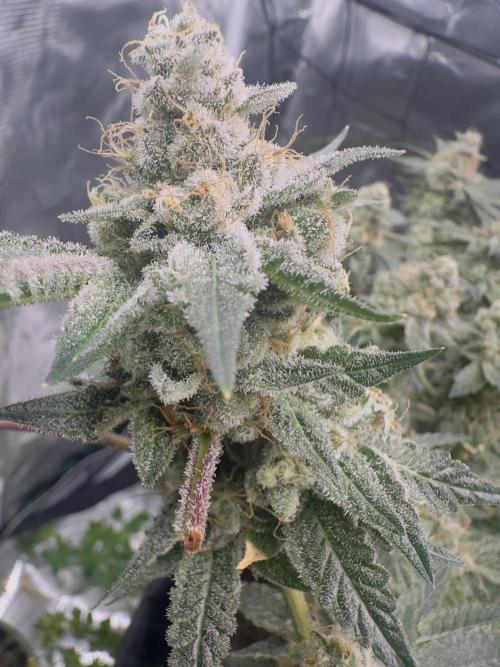 Tropicana cookies purple. Week 18