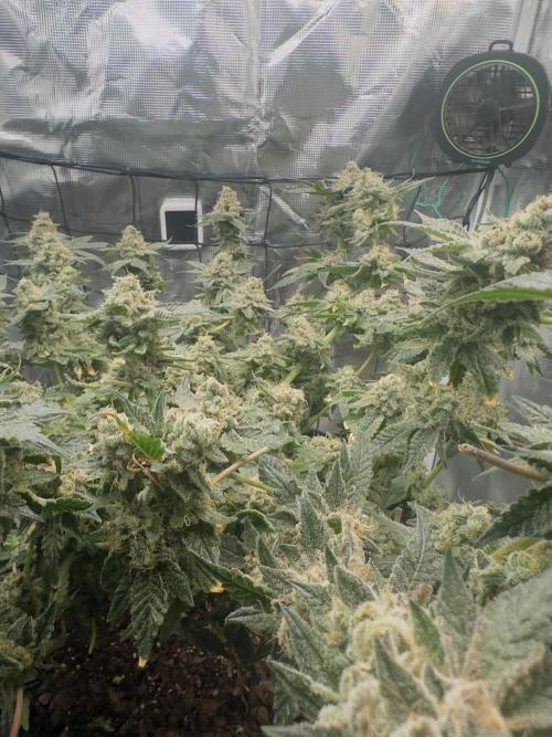 Tropicana cookies purple. Week 18