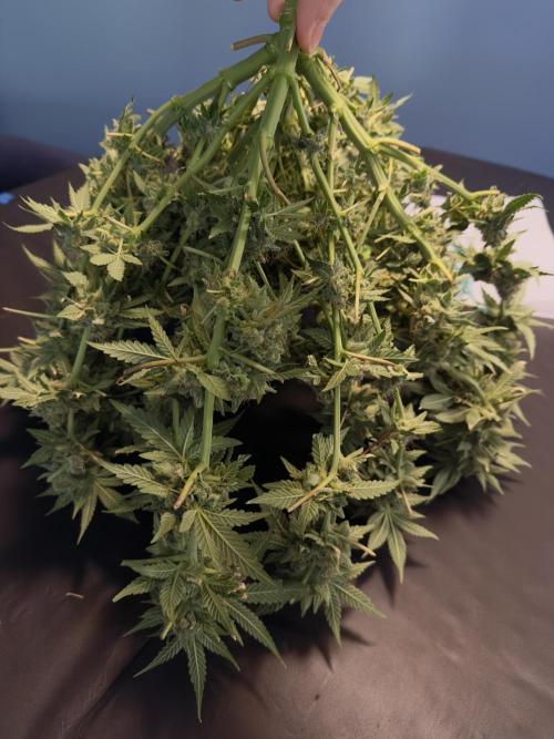 Tropicana cookies purple. Week 18