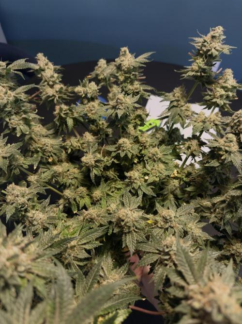 Tropicana cookies purple. Week 18