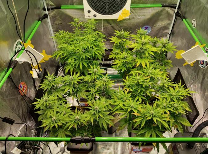 FastBuds Mixed Run. Week 6