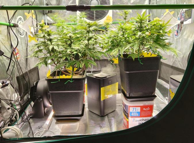 FastBuds Mixed Run. Week 6