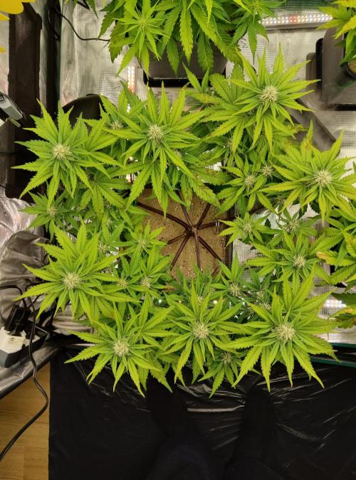 FastBuds Mixed Run. Week 6 - Purple Haze 