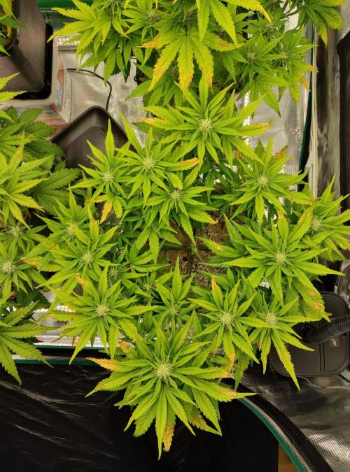 FastBuds Mixed Run. Week 6 - Z-UP