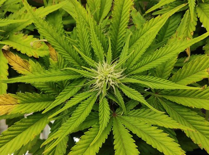 FastBuds Mixed Run. Week 6 - Z-UP