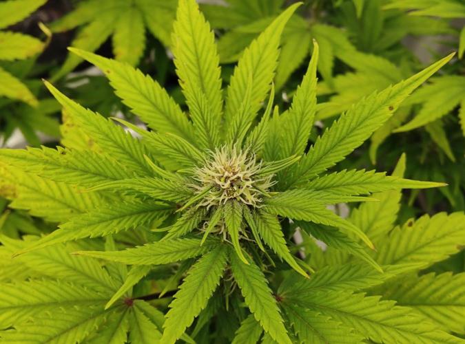 FastBuds Mixed Run. Week 6 - Lemon Cherry Cookies 