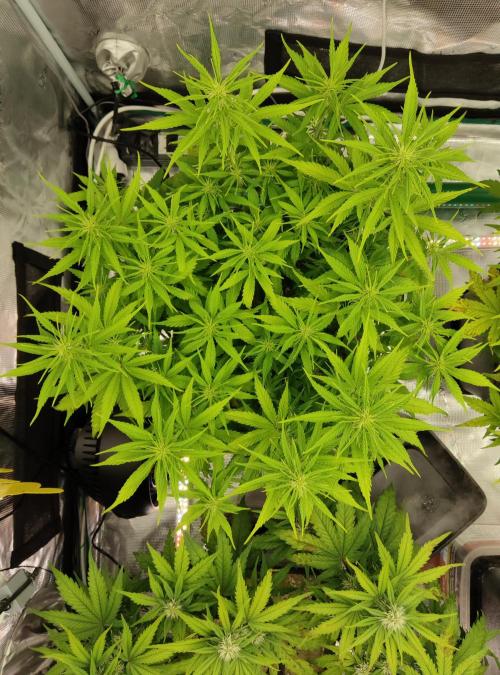 FastBuds Mixed Run. Week 6 - Gelato 