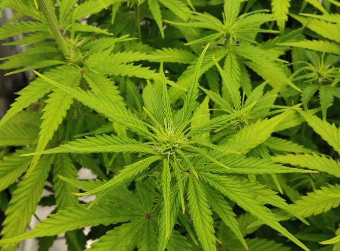 FastBuds Mixed Run. Week 6 - Gelato 