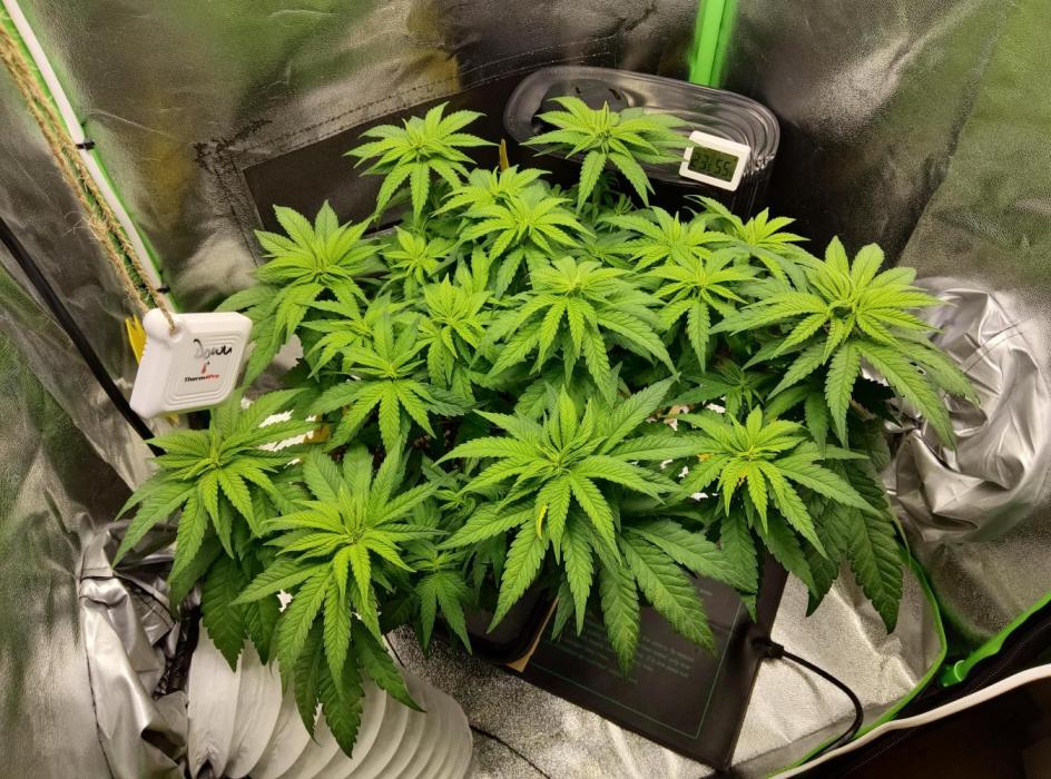 Projekt " SoG " Calypso Sunrocks/Anesia. Week 7