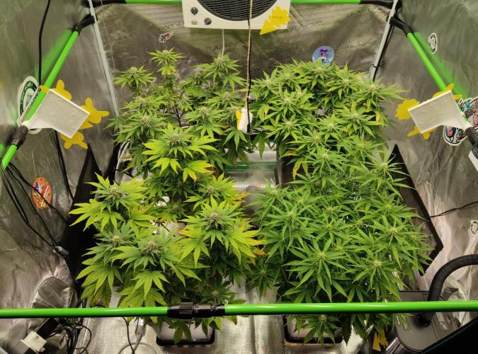 FastBuds Mixed Run. Week 7 - 16.11.2025