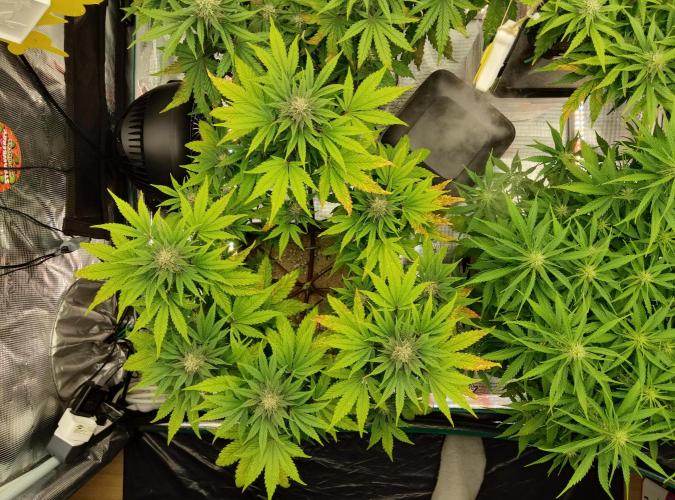 FastBuds Mixed Run. Week 7 - Purple Haze 16.11