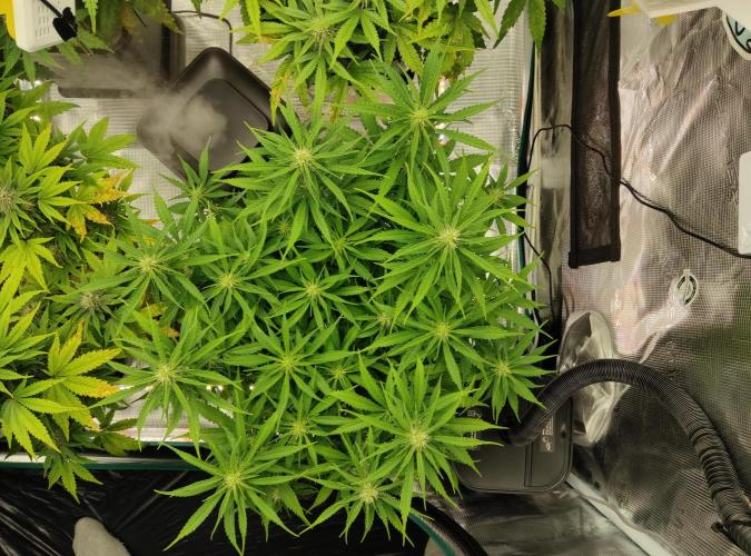 FastBuds Mixed Run. Week 7 - Gelato 16.11