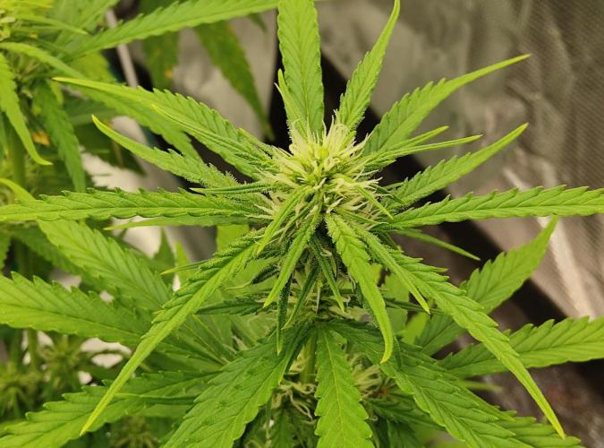 FastBuds Mixed Run. Week 7 - Gelato 16.11