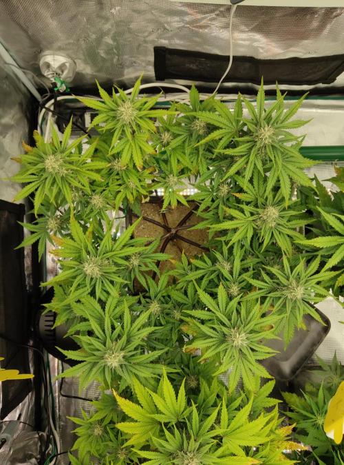 FastBuds Mixed Run. Week 7 - Lemon Cherry Cookies 16.11