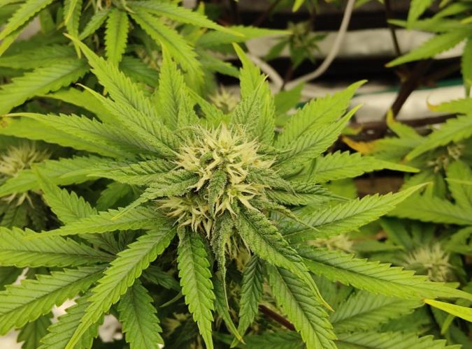 FastBuds Mixed Run. Week 7 - Lemon Cherry Cookies 16.11