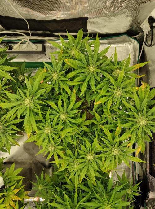 FastBuds Mixed Run. Week 7 - Z-UP 16.11