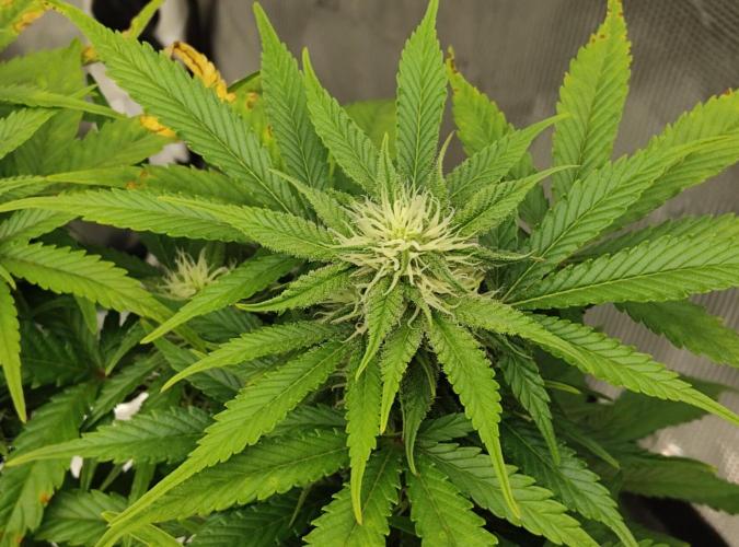 FastBuds Mixed Run. Week 7 - Z-UP 16.11