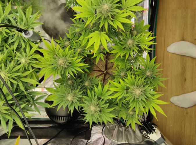 FastBuds Mixed Run. Week 7 - Purple Haze 18.11