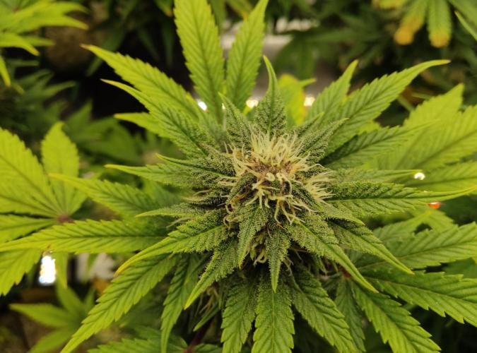 FastBuds Mixed Run. Week 7 - Purple Haze 18.11