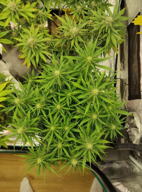 FastBuds Mixed Run. Week 7 - Gelato 18.11