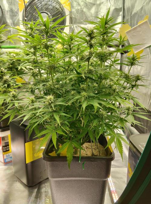 FastBuds Mixed Run. Week 7 - Gelato 18.11