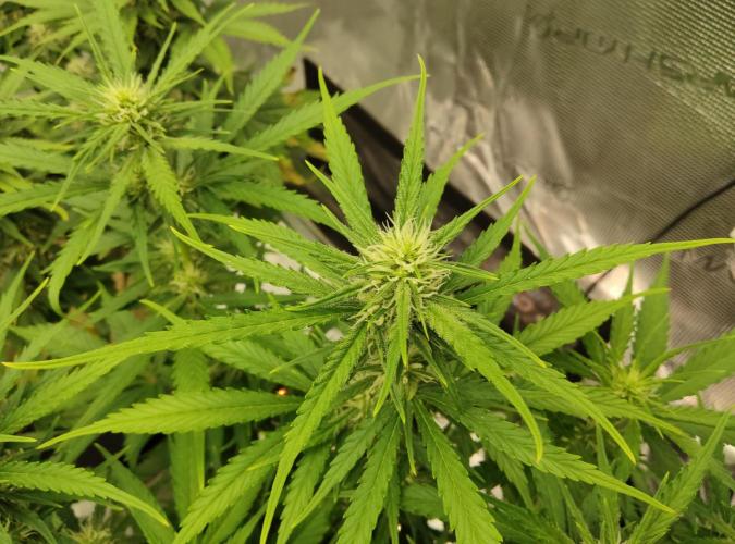 FastBuds Mixed Run. Week 7 - Gelato 18.11