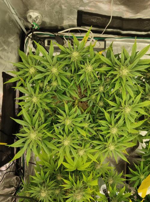 FastBuds Mixed Run. Week 7 - Lemon Cherry Cookies 18.11