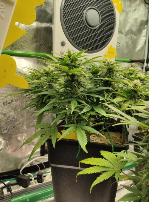 FastBuds Mixed Run. Week 7 - Lemon Cherry Cookies 18.11