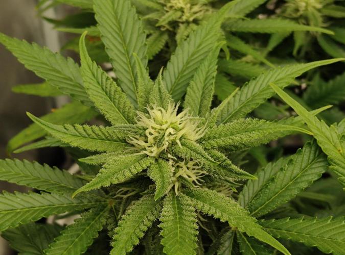 FastBuds Mixed Run. Week 7 - Lemon Cherry Cookies 18.11