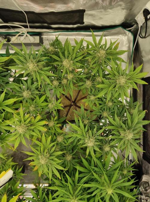 FastBuds Mixed Run. Week 7 - Z-UP 18.11