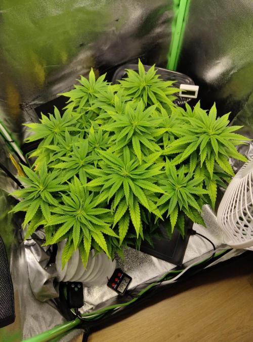 Projekt " SoG " Calypso Sunrocks/Anesia. Week 7 - 18.11