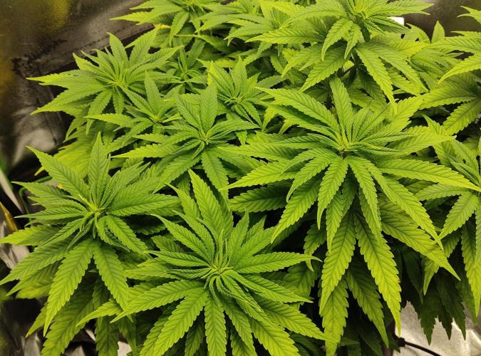 Projekt " SoG " Calypso Sunrocks/Anesia. Week 7 - 18.11