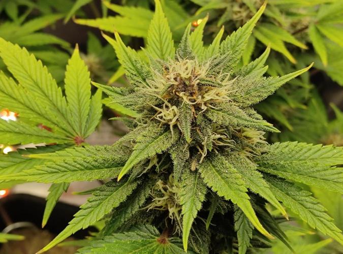 FastBuds Mixed Run. Week 7 - Purple Haze 20.11 ... erst Anfang Blüte Woche 4 Wahnsinn !