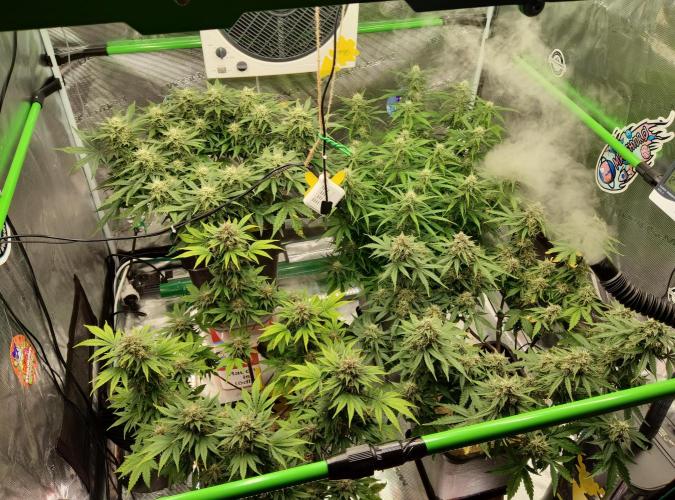 FastBuds Mixed Run. Week 8 - Blüte Woche 5 ...