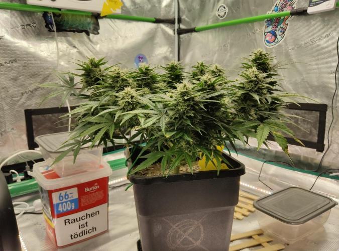 FastBuds Mixed Run. Week 8 - Z-UP 