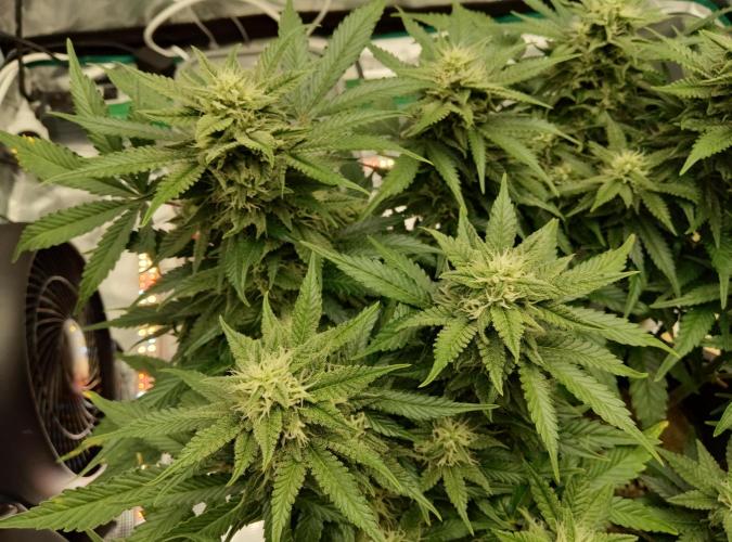 FastBuds Mixed Run. Week 8 - Z-UP 