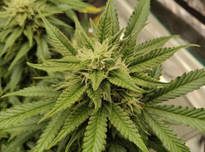 FastBuds Mixed Run. Week 8 - Z-UP 