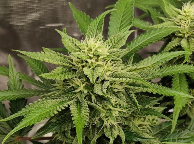 FastBuds Mixed Run. Week 8 - Z-UP 