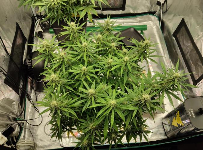 FastBuds Mixed Run. Week 8 - Gelato Blüte Woche 4