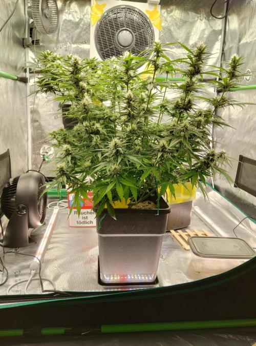 FastBuds Mixed Run. Week 8 - Gelato 