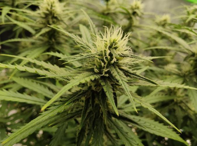 FastBuds Mixed Run. Week 8 - Gelato 