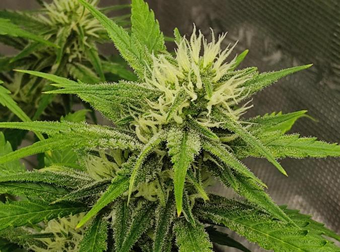 FastBuds Mixed Run. Week 8 - Gelato 